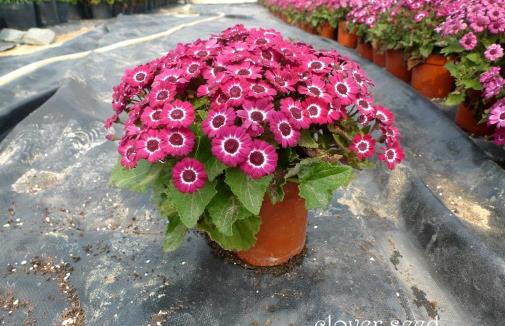 廚房用剩的菜不要扔，這么一弄做成肥料，好用極了！