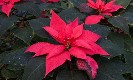 廚房用剩的菜不要扔，這么一弄做成肥料，好用極了！