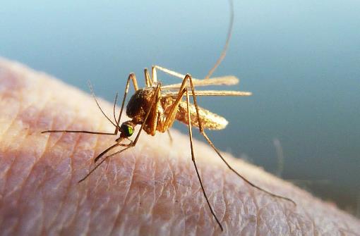 夏季如何幫寶寶遠離蚊蟲叮咬？教你8個方法，誰用誰受益