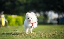 女生適合養的寵物狗推薦 幾個適合女性飼養的寵物狗