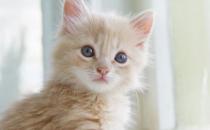 遛貓也需要遵守的規則 牽繩和封閉活動空間都不能少