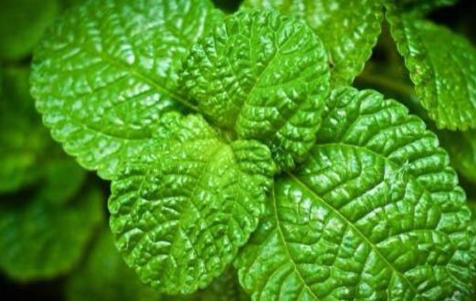 對身體有益的香味食物 薄荷能夠減輕頭痛提高反應(yīng)力