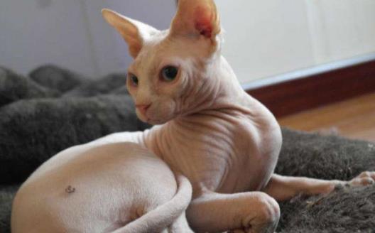無毛貓不是真的無毛 不能讓貓毛過敏者實現養貓愿望