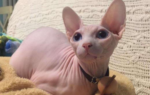 無毛貓不是真的無毛 不能讓貓毛過敏者實現養貓愿望