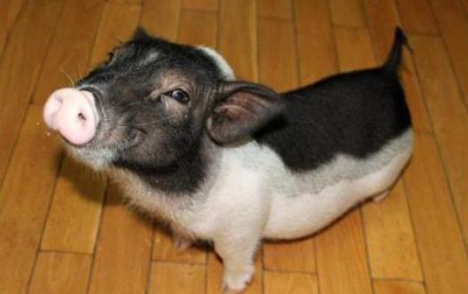 遛狗算什么溜豬才新潮 長不大的迷你豬備受關注