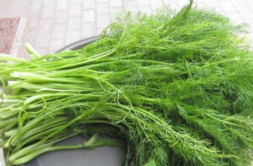 茴香價格便宜，營養并不少，可是營養師提醒，用茴香做餡