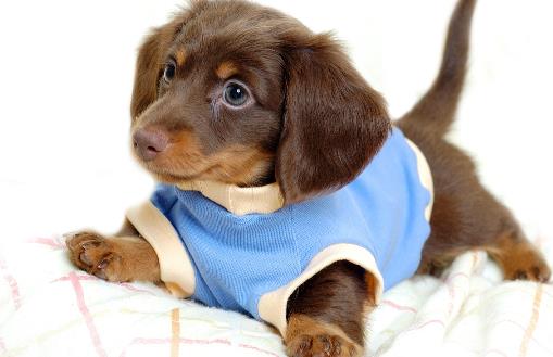 不要這樣養(yǎng)狗，狗狗老去的速度，鏟屎官再也追不上了