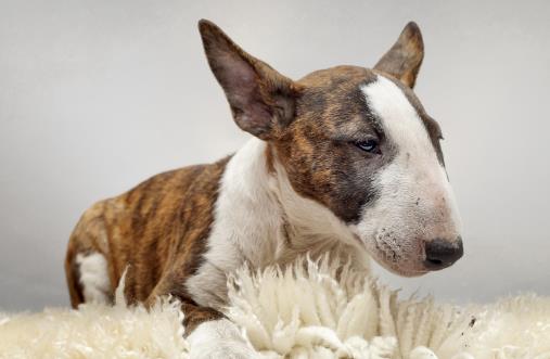 不要這樣養(yǎng)狗，狗狗老去的速度，鏟屎官再也追不上了