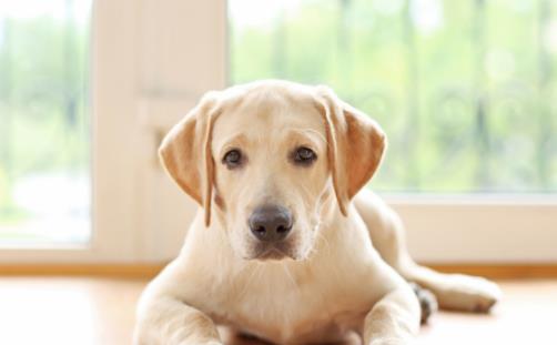 怎樣訓練狗狗上廁所？訓練狗狗定點大小便方法！