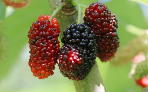 胃疼能喝酸奶嗎 可以養胃的5款食物