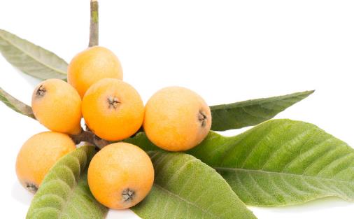 枇杷冰糖水的功效和作用 常吃可以預防四時感冒