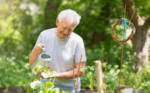 老年人養殖花草的好處 適合老人養的花草