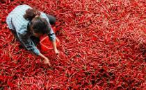 ?辣椒為什么有辣的有不辣的 緩解辣味辣椒辣感的方法