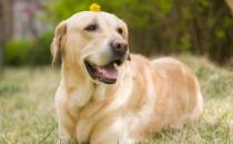 養狗人必知的狗狗嘔吐情況 小狗不吃東西還吐怎么辦