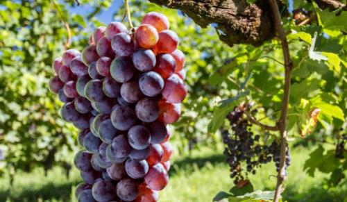 年輕人養生方式不可取 適合年輕人的養生小零食