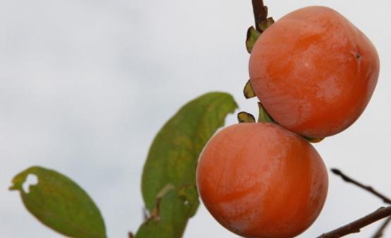 吃柿子最好需要記住下面的禁忌 這樣才能做到吃的健康來