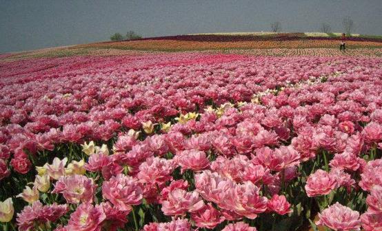 常在花間走活過九十九 五種有美容功能的鮮花