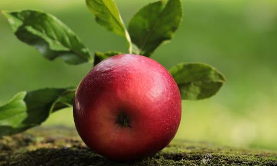 吃蘋果對身體健康帶來的好處 蘋果煮著吃也有養生功效