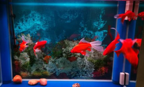 家中放魚缸有利于身體健康 給養魚新手的一些建議