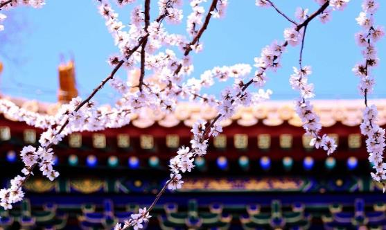 踏青賞花正當時 賞花惹過敏六招防治過敏