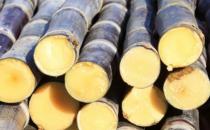 ?甘蔗素有補血果的美稱 甘蔗馬蹄水潤腸通便腸道排毒