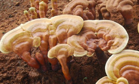 靈芝神奇的藥用價值 八款靈芝食療湯推薦