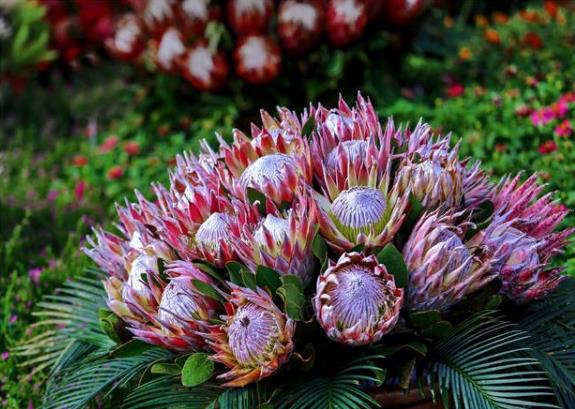 帝王花如何養殖？習性是什么？學會這幾點帝王花養起來不難！