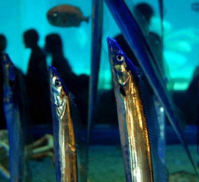 為什么帶魚不能人工養殖?帶魚是深海魚嗎?有什么營養價值