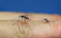 推薦驅除蚊子的好方法 整夜都不會被蚊子打擾哦