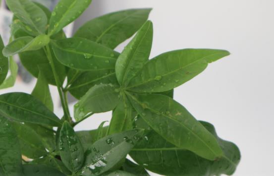 小盆栽的發財樹能長大嗎 發財樹小盆栽怎么養