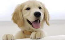 狗狗為什么老聞主人襠部 狗狗聞屁股是干嘛