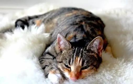 ?周末睡懶覺能降低抑郁風險真的假的 周末睡懶覺到底好不好