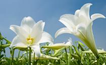 ?百合花的花語和寓意是什么？百合花語大全