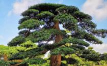 ?羅漢松怎么養才能更旺盛